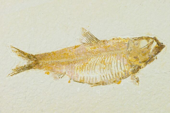 Detailed Fossil Fish (Knightia) - Wyoming #155494